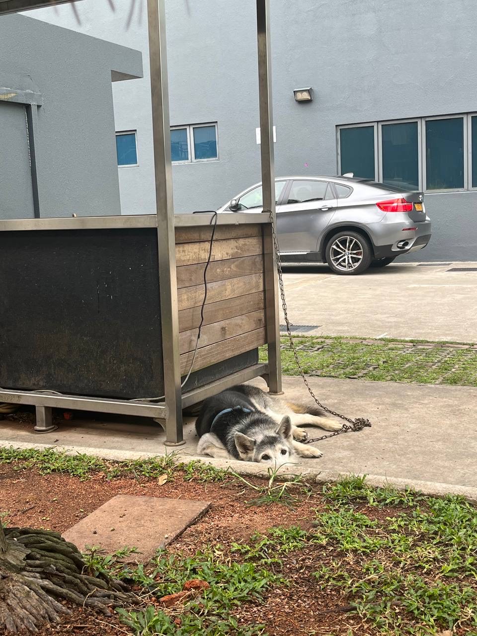 husky chained up