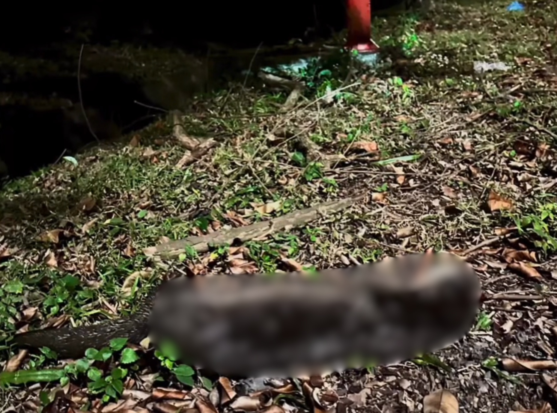 otter hit and run