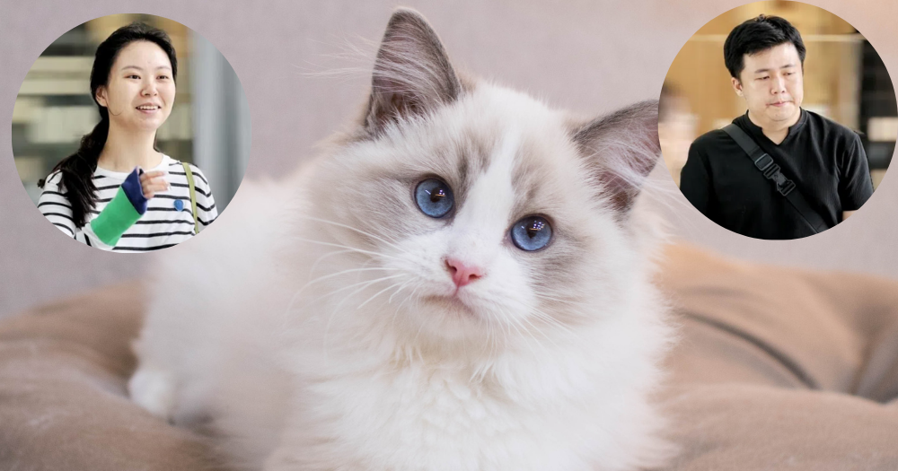 NUS PhD student & husband, both 29, illegally bred Ragdolls in HDB flat, sold 8 for S$46,300 in 7 months