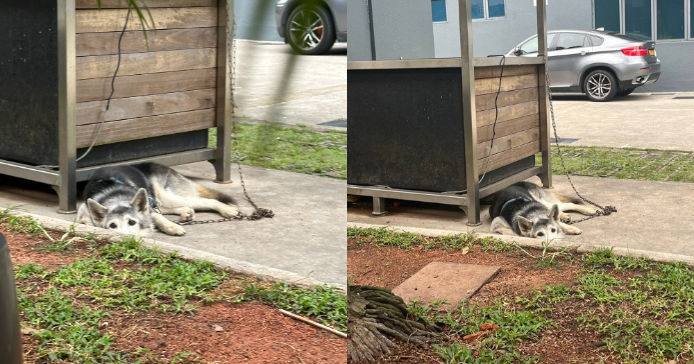 Husky spotted chained outside Joo Koon building, AVS was told dog only 'tied outside at times', advises against 'prolonged tethering'