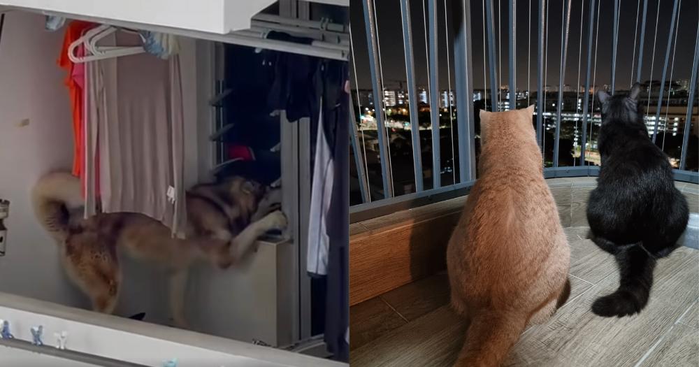 61 cases of pets in S'pore allegedly falling from height since Sep. 2024, NParks took action against 21 owners