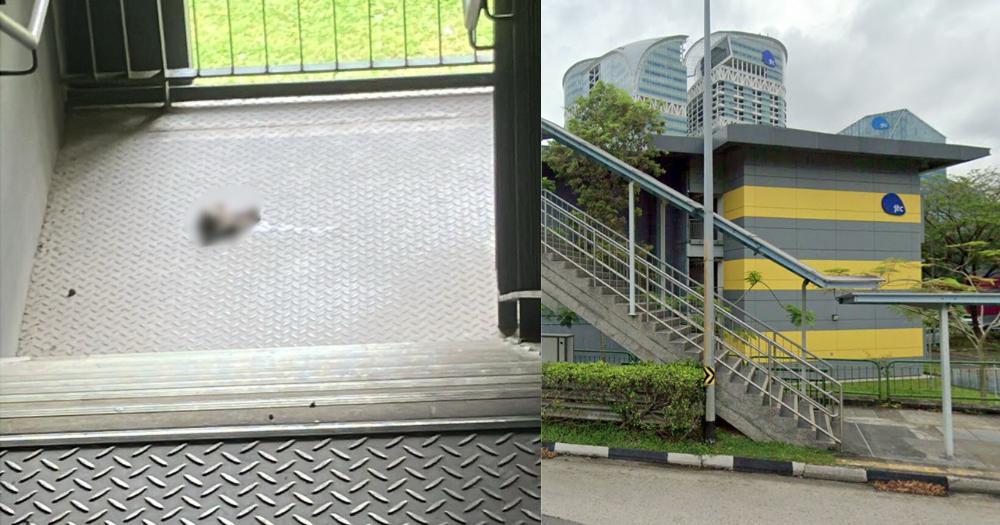 Cat carcass, possibly severed in half, found in stairwell at 81 Ayer Rajah Crescent