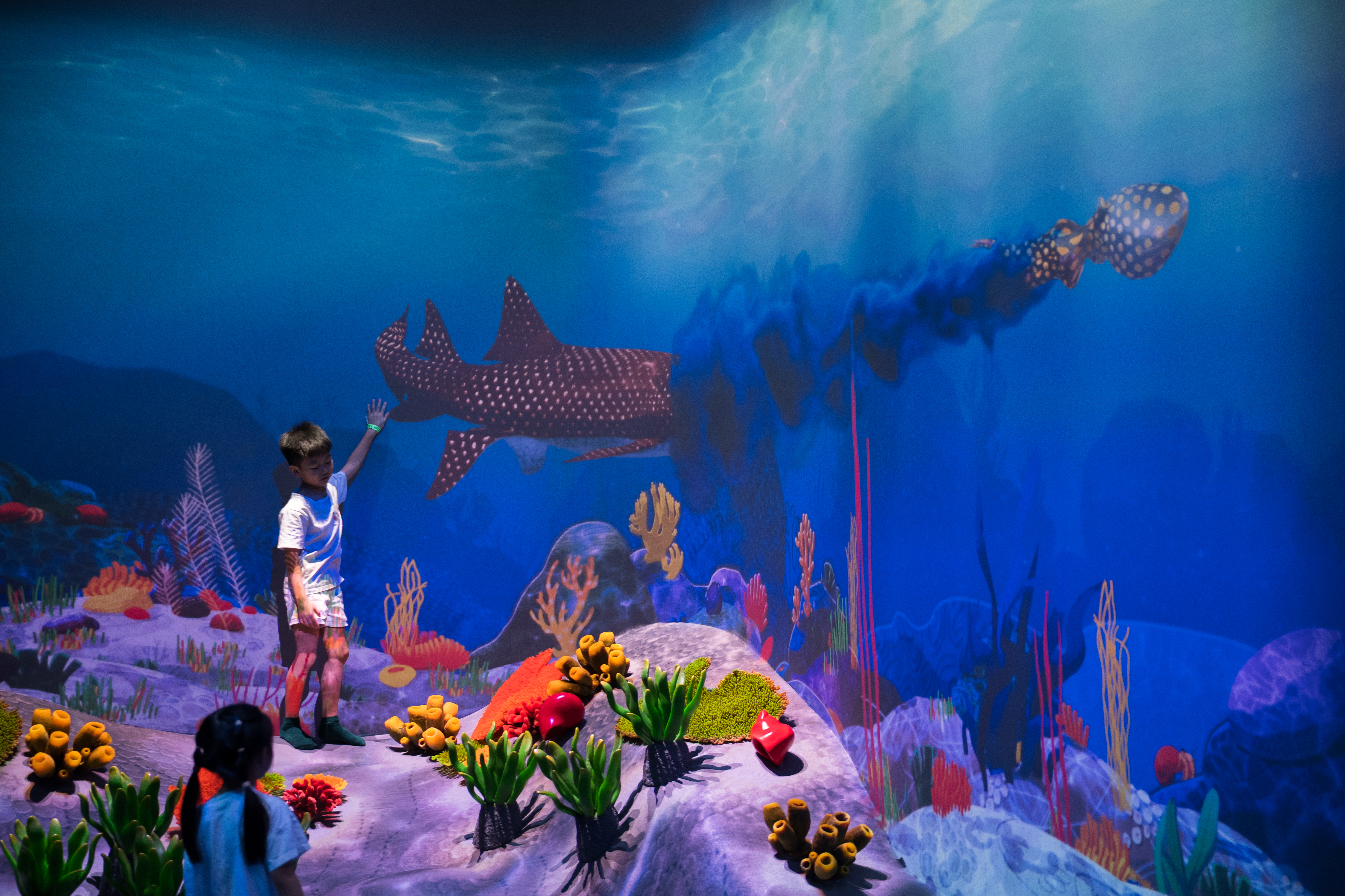 curiosity cove