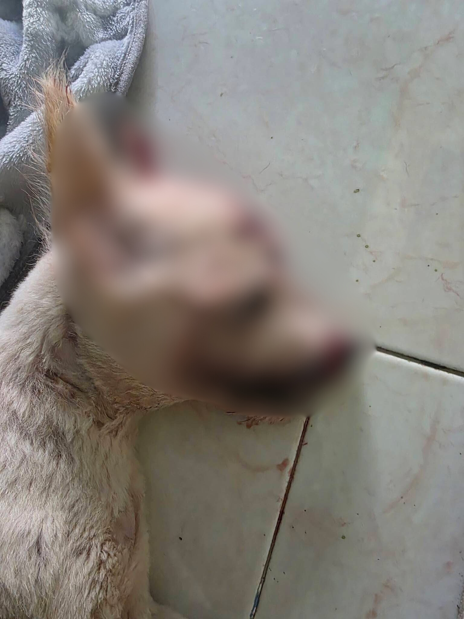 dog hit and run hougang