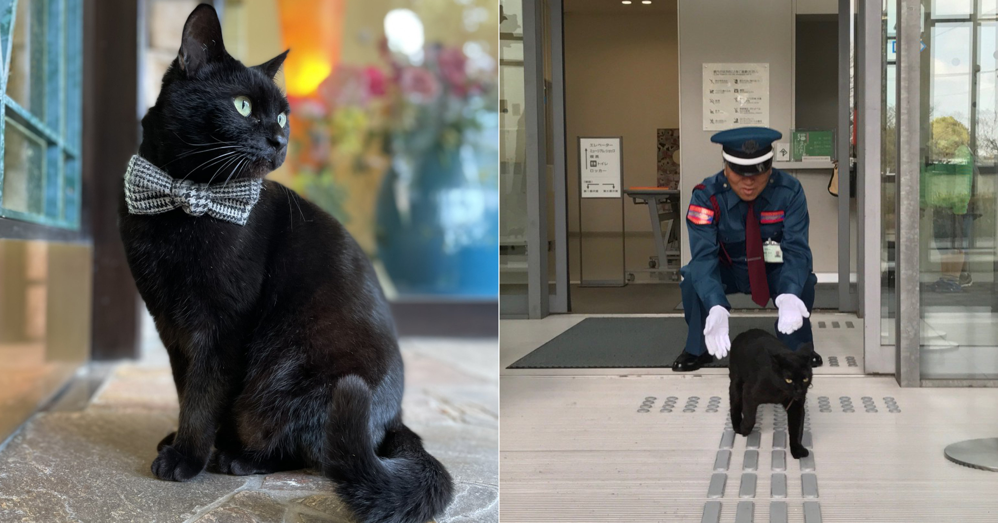 Ken-chan, the black cat that kept trying to enter museum in Japan since  2016, passes away - Mothership.SG - News from Singapore, Asia and around  the world