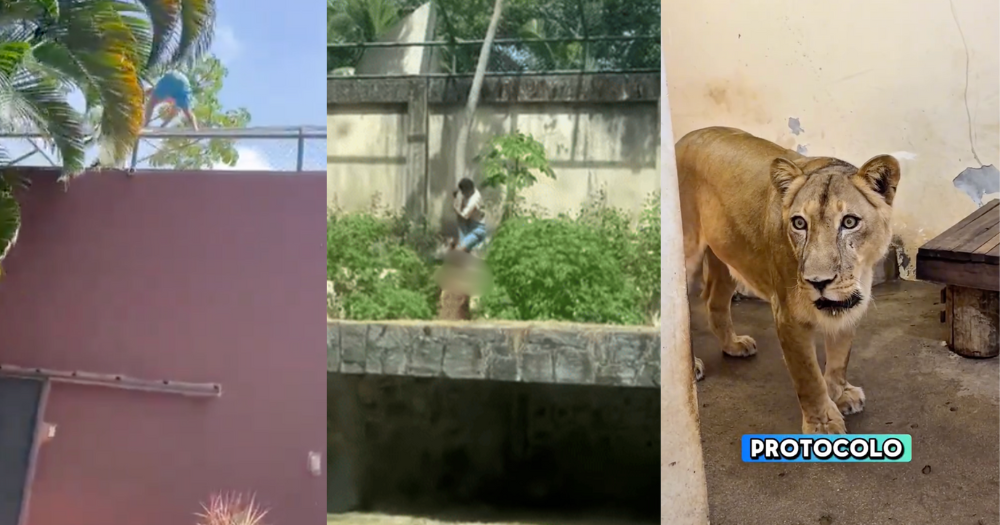 Brazilian teen, 19, mauled to death by lioness after climbing into zoo  enclosure, animal will not be euthanised - Mothership.SG - News from  Singapore, Asia and around the world