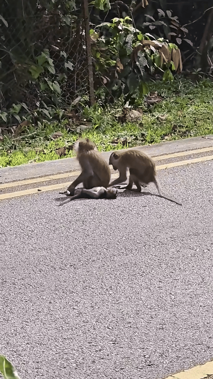 baby monkey upper thomson
