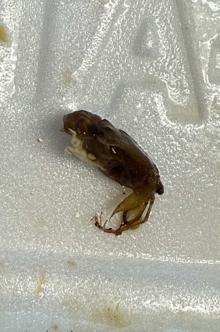 cockroach malaysia boleh