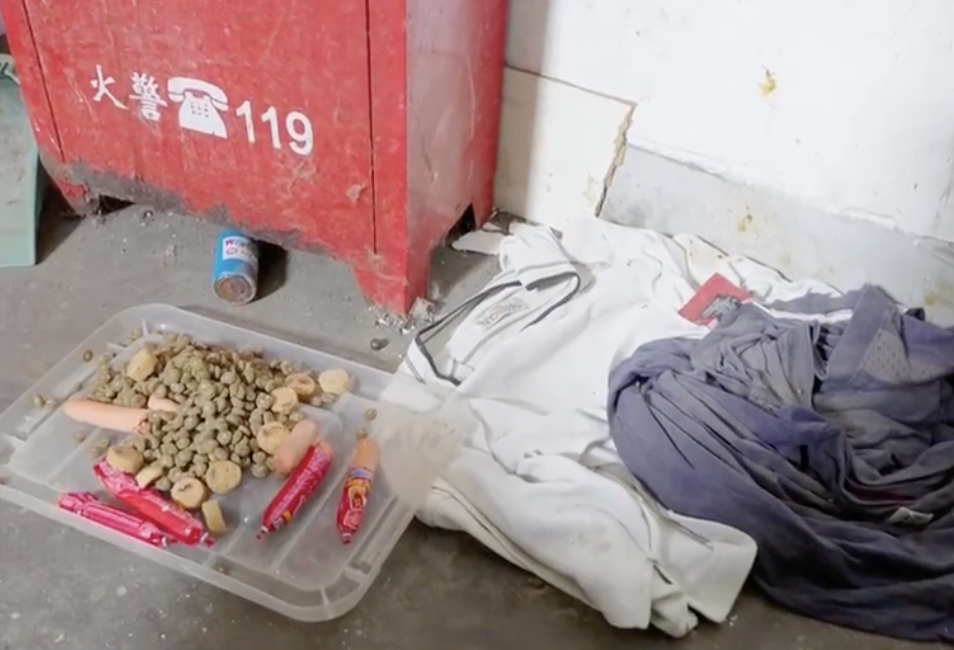 Dog in China waits outside deceased owner's house for weeks, refused ...