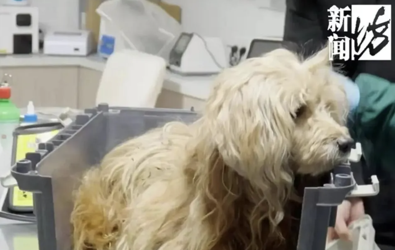 Dog in China waits outside deceased owner's house for weeks, refused ...