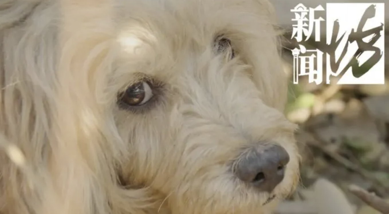 Dog in China waits outside deceased owner's house for weeks, refused ...