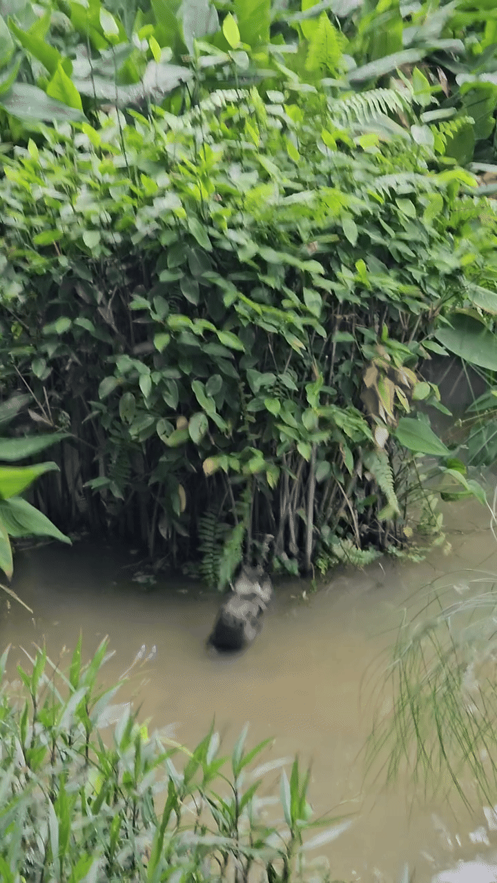 otters pasir ris condo