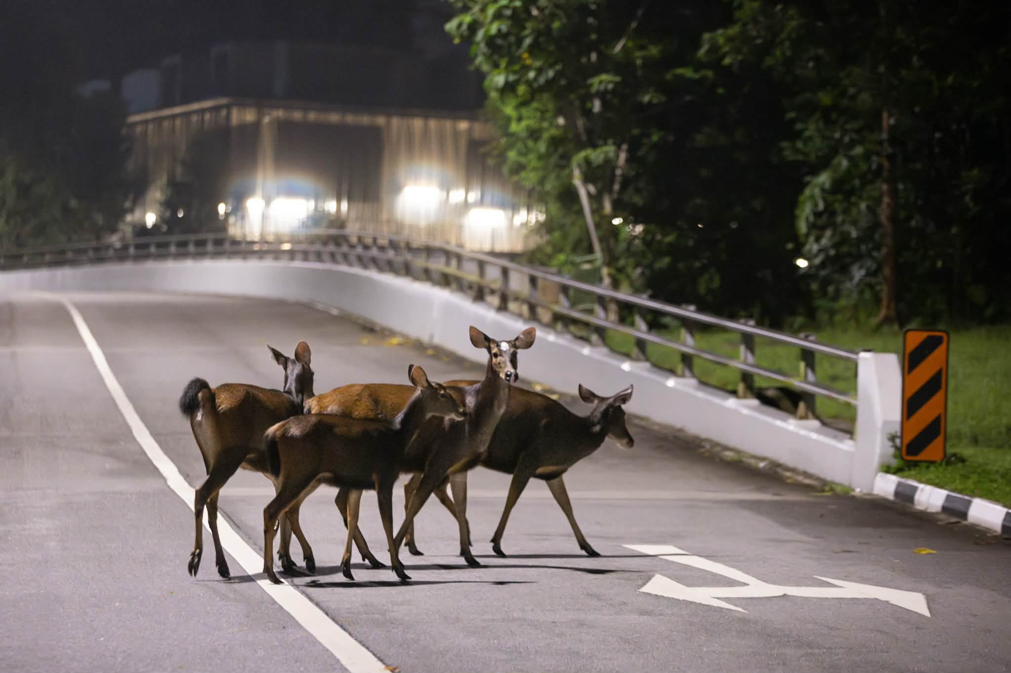 sambar deer white dot