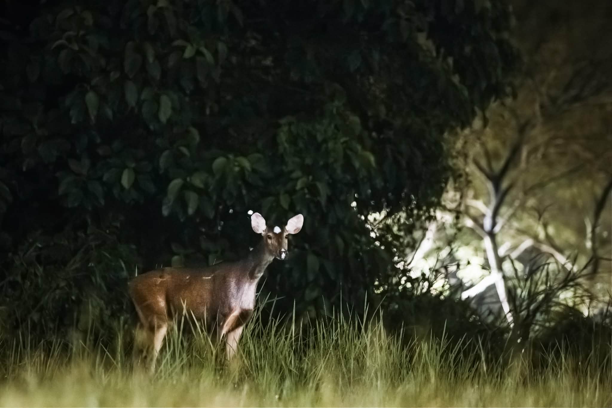 sambar deer white dot