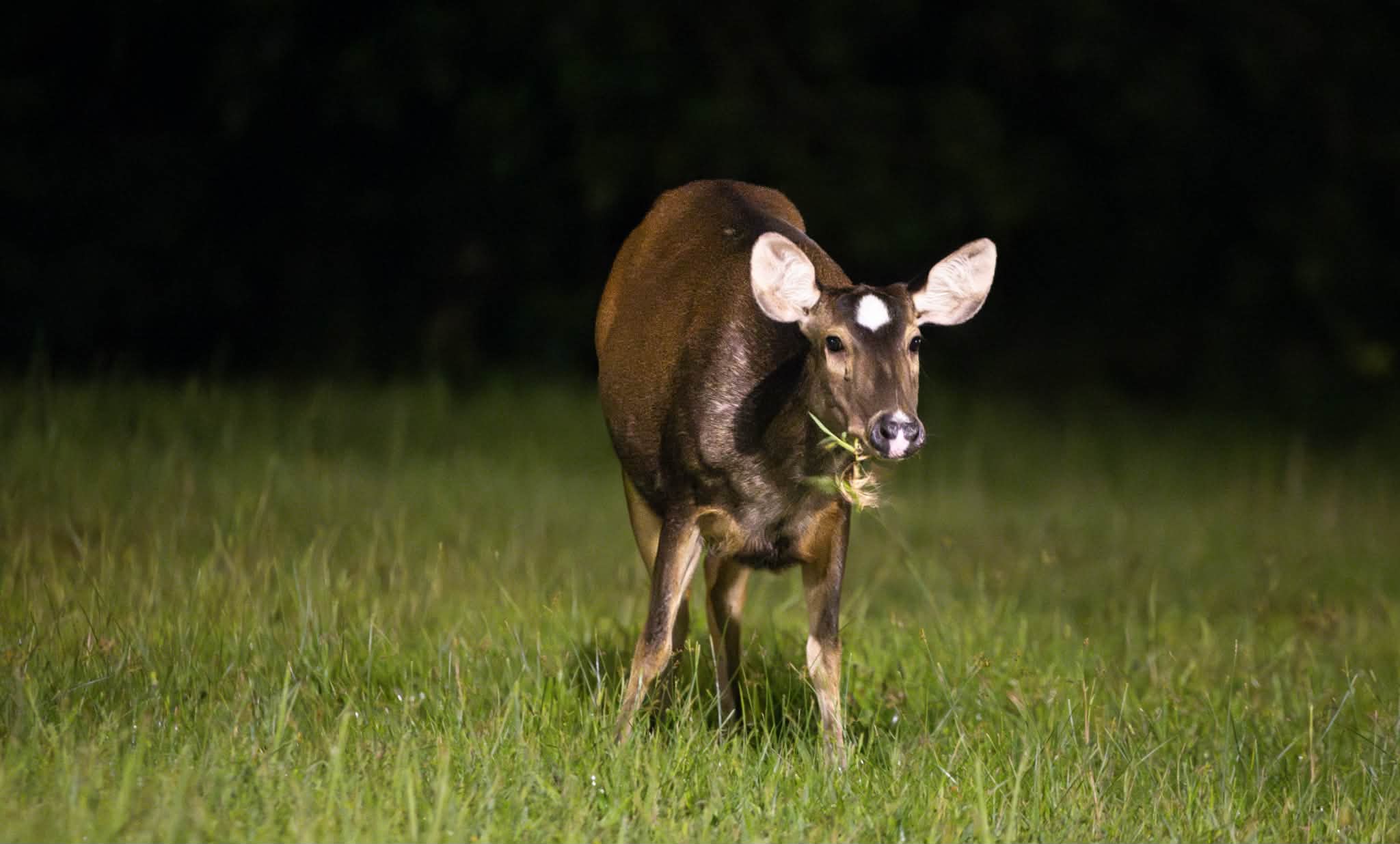 sambar deer white dot