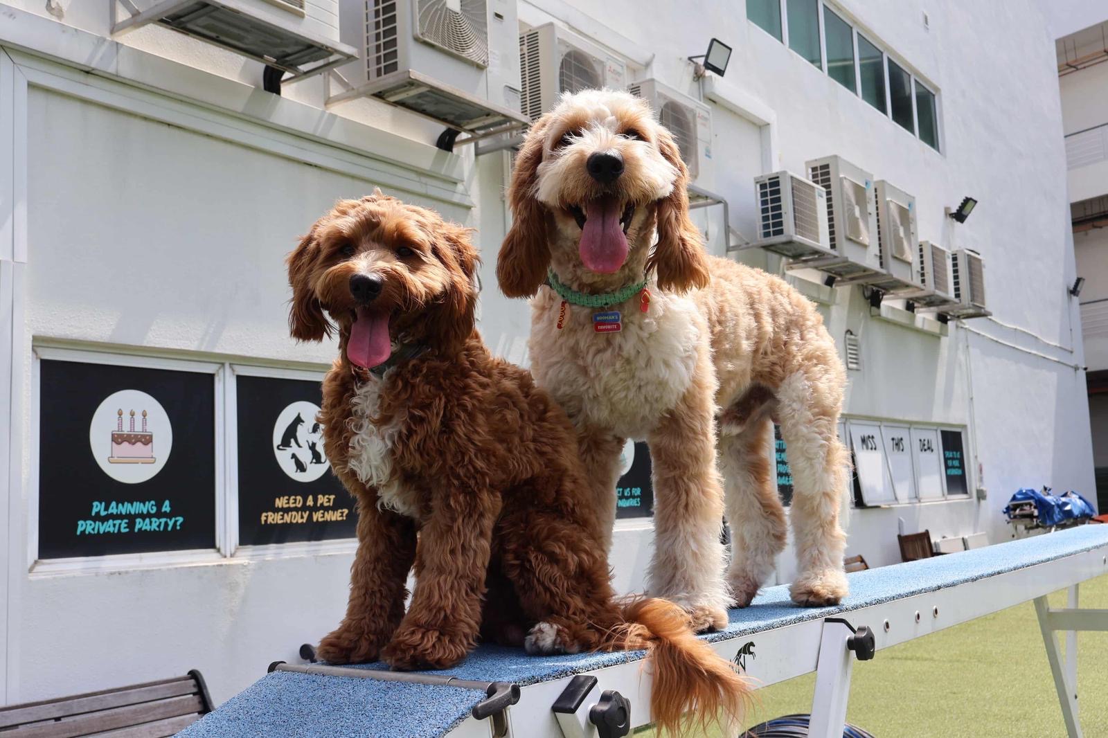 goldendoodle dna