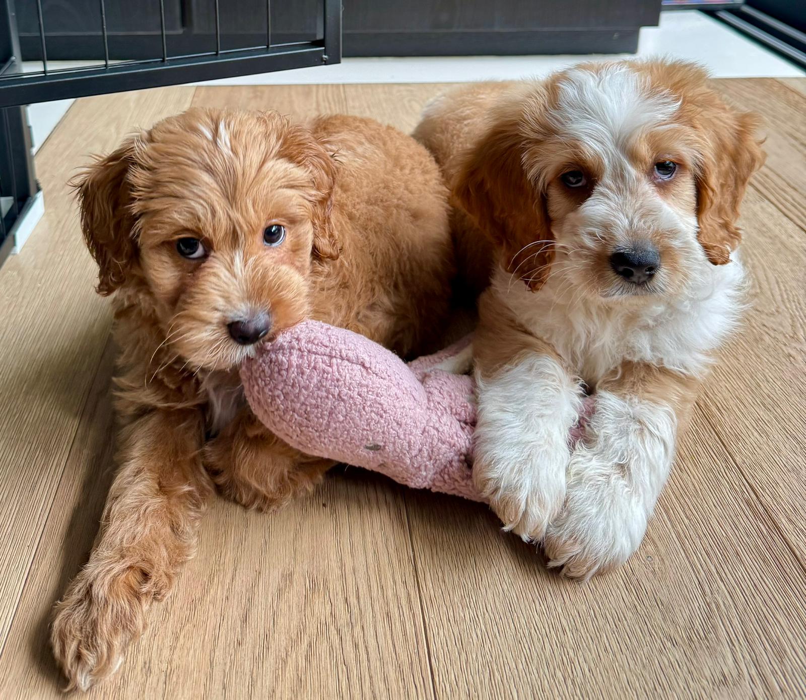 goldendoodle dna