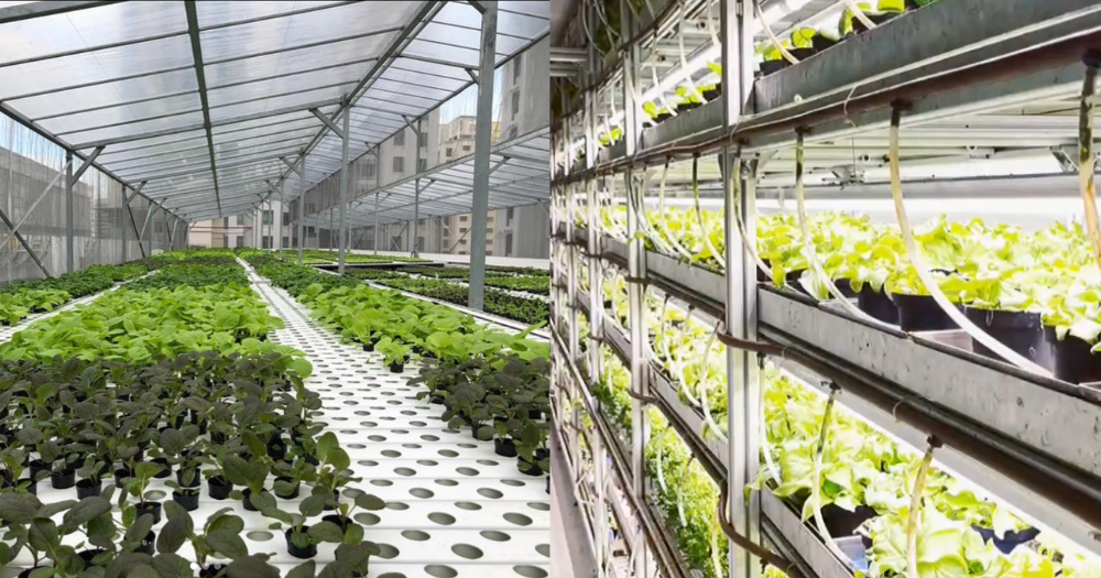 ‘Operating at close to breakeven’: S’pore vegetable farms warn of up to 10% price increase amid Middle East crisis