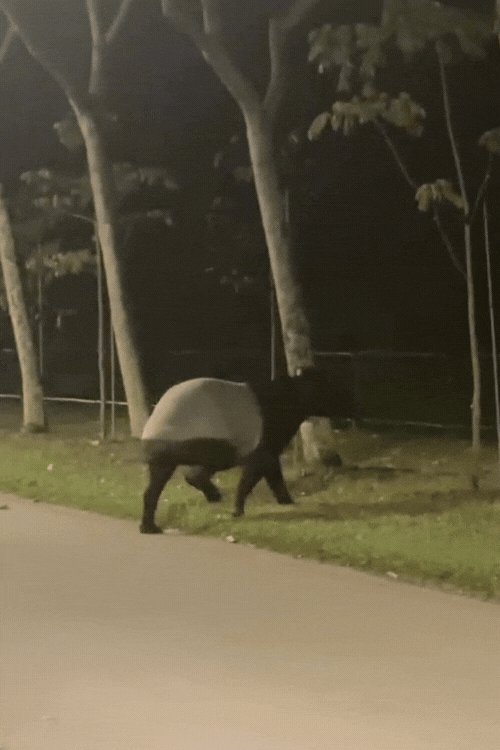Tapir-1.gif