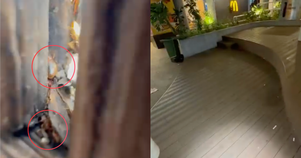 'Bed bug' infestation seen in AMK Hub public bench, Town Council says it's cockroaches