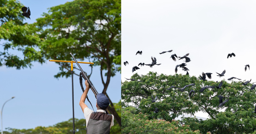 S'pore begins crow shooting in Yishun, to expand to Bishan, Tampines, Jurong & more over next few weeks
