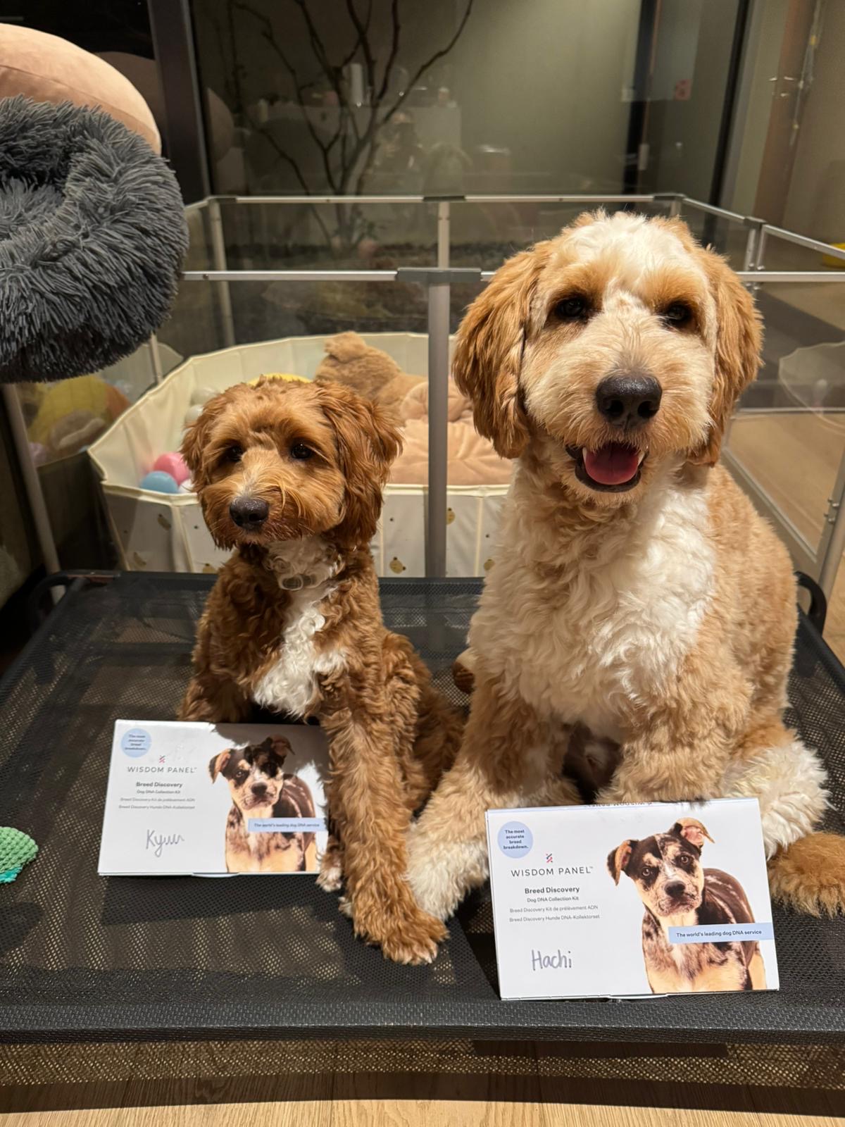 goldendoodle dna