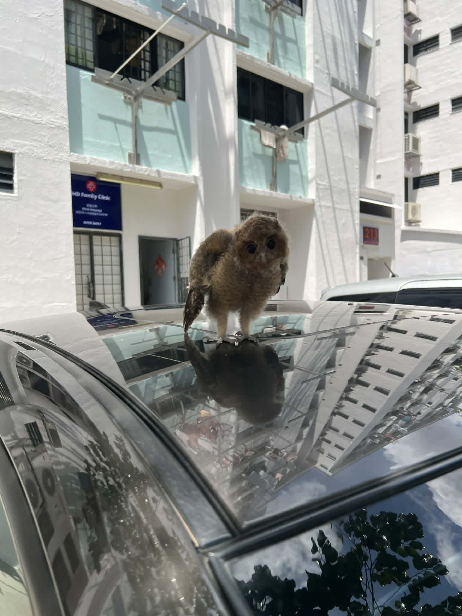owlet bukit batok