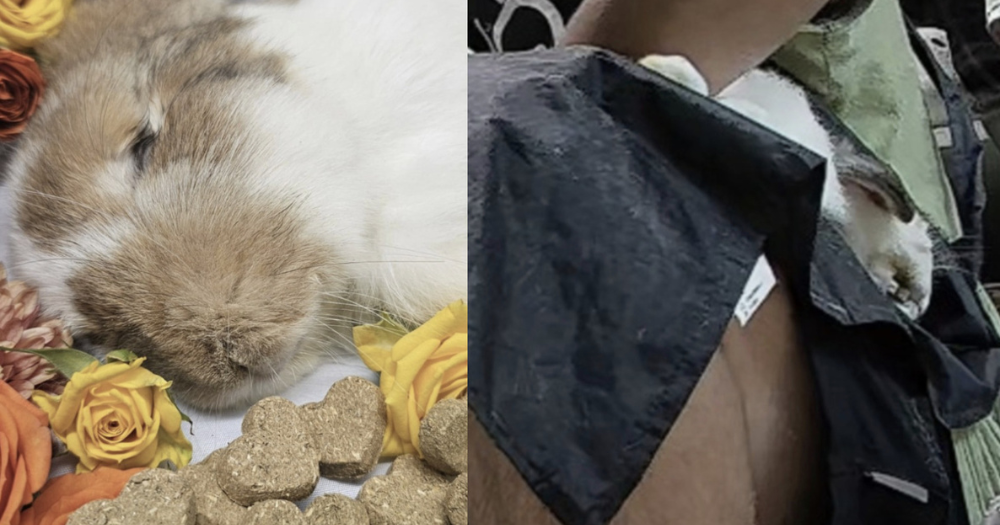 S’pore woman's pet rabbit dies after allegedly being held on back for over 20 minutes during home grooming session
