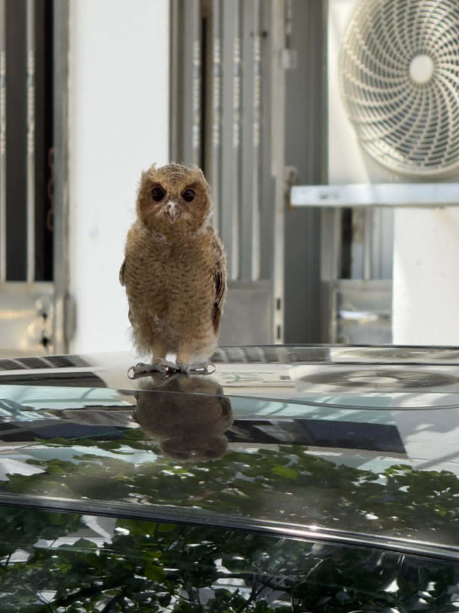 owlet bukit batok