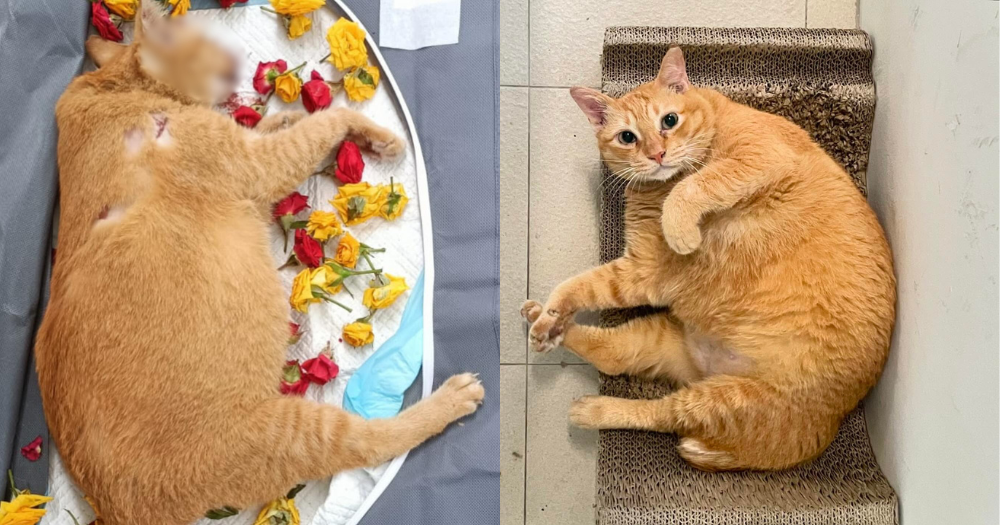 Toa Payoh cat killer, 27, given 2 years & 7 months’ jail for ‘depraved acts’ against 6 community cats