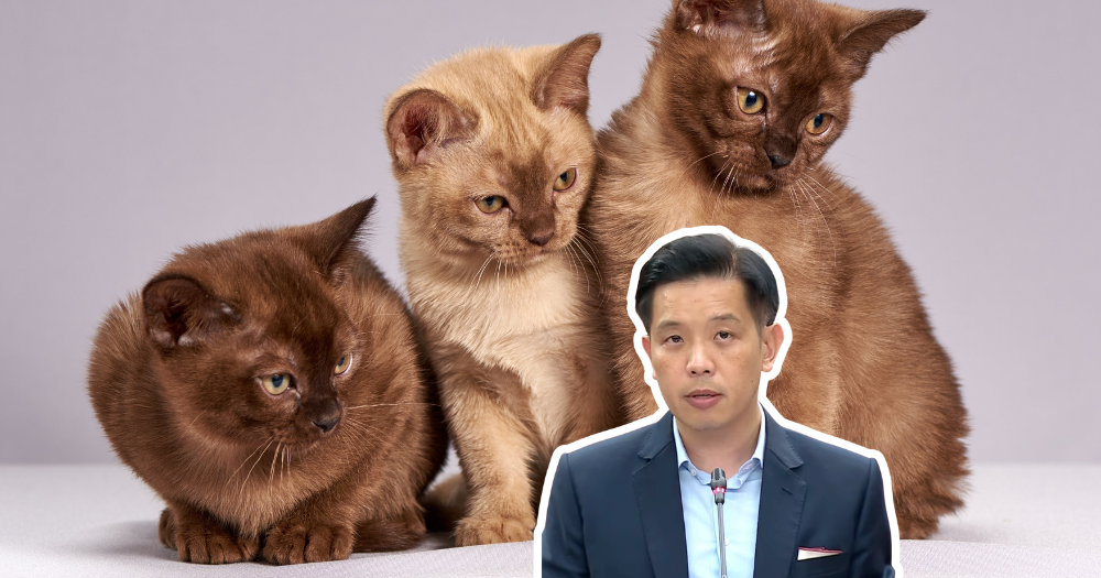 Complaints against vets to go through new Veterinary Council, fines of up to S$50,000 for unlawful vet practices