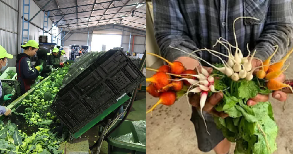 Migrant worker wins S$5,700 overtime pay after 2-year legal battle with S'pore vegetable wholesaler