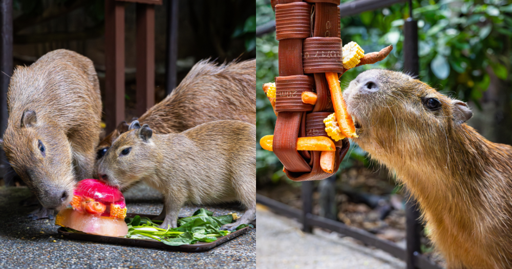 Meet River Wonders' new capybara pup & join themed activities from Apr. 3