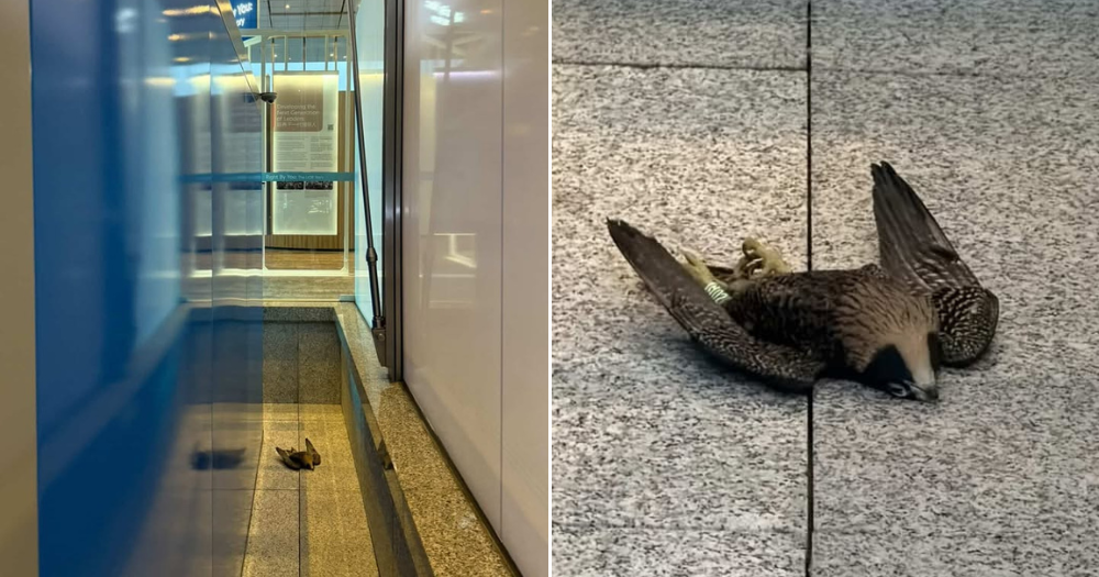1 peregrine falcon fledgling dies, suspected to have struck glass panel at UOB Plaza 1 lobby
