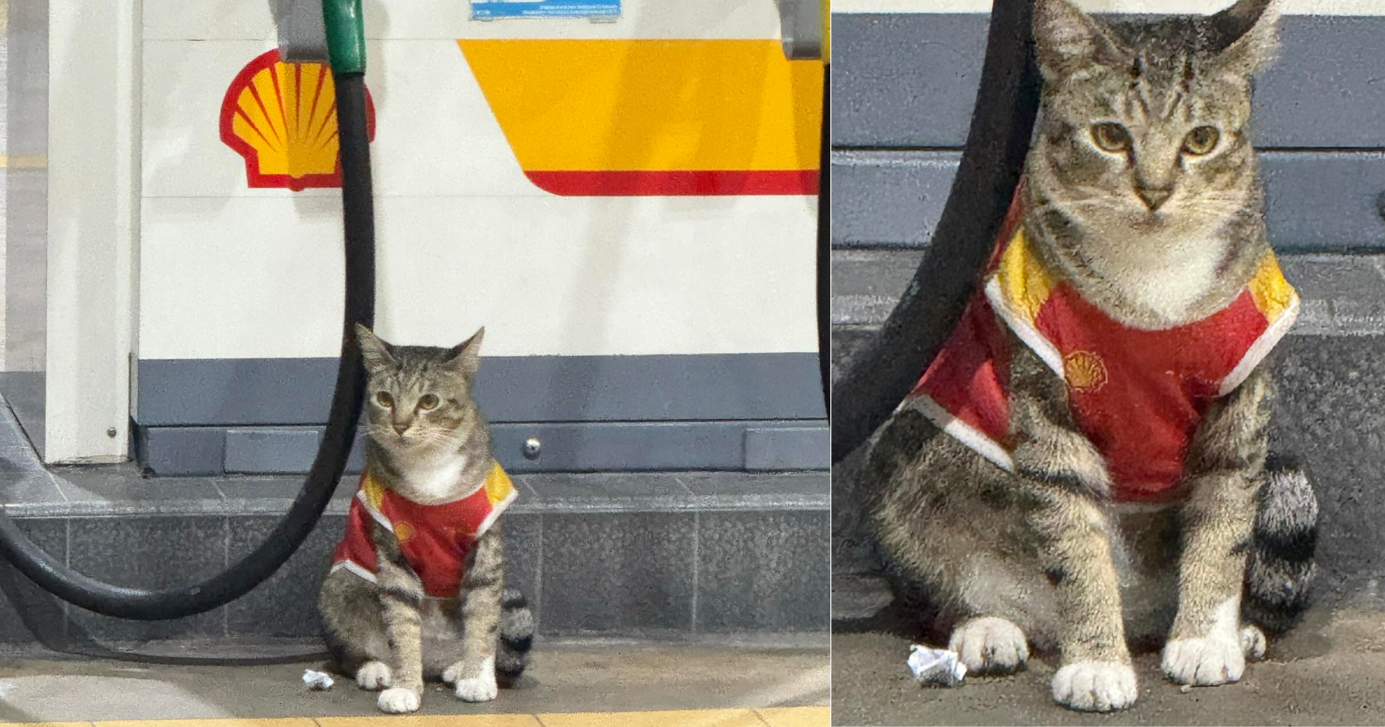 Cat seen in Shell uniform in M'sia just 1 of many cats in Shell uniform in country