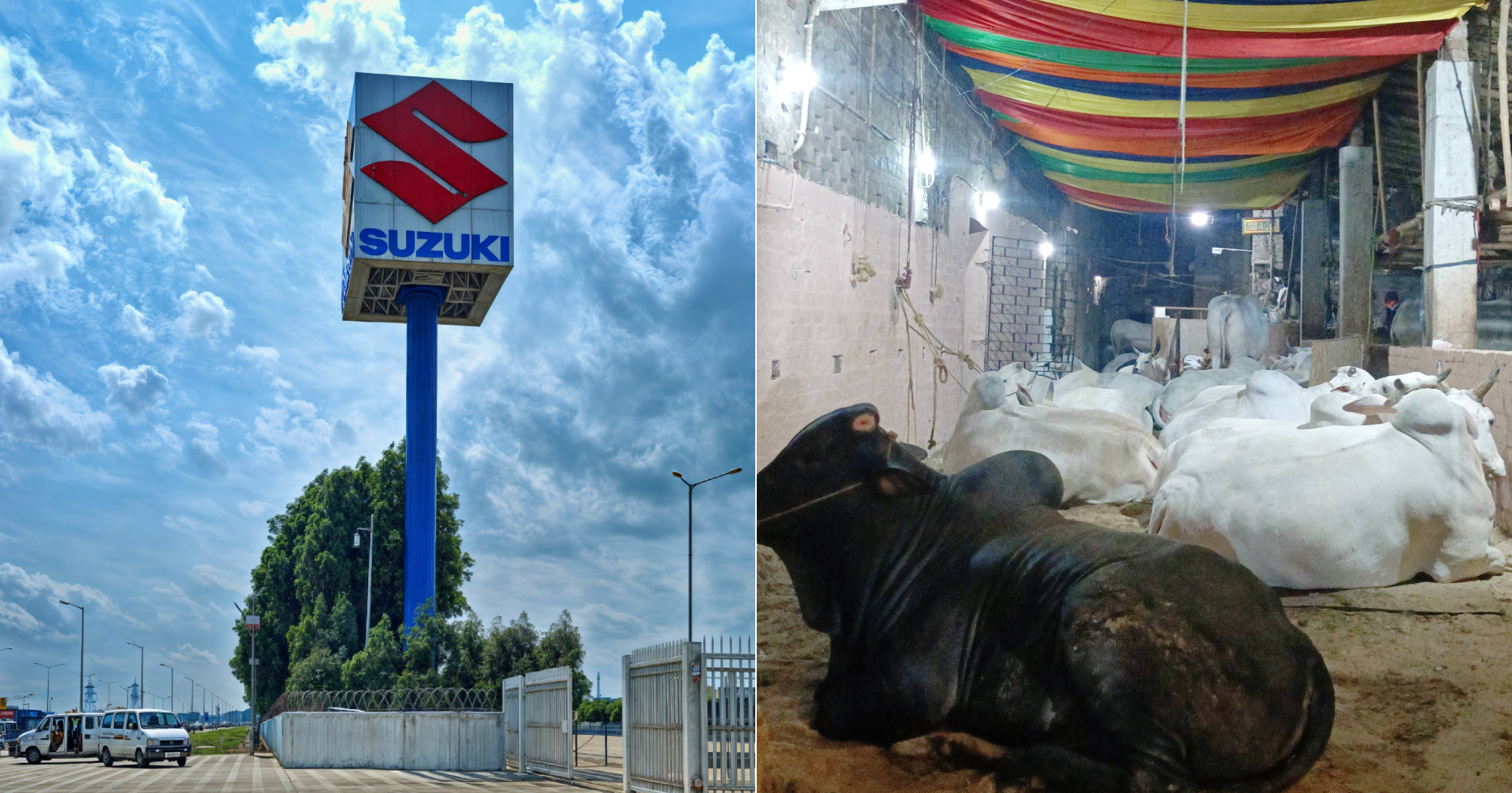 Suzuki developing biogas vehicle fuel from cow dung in India