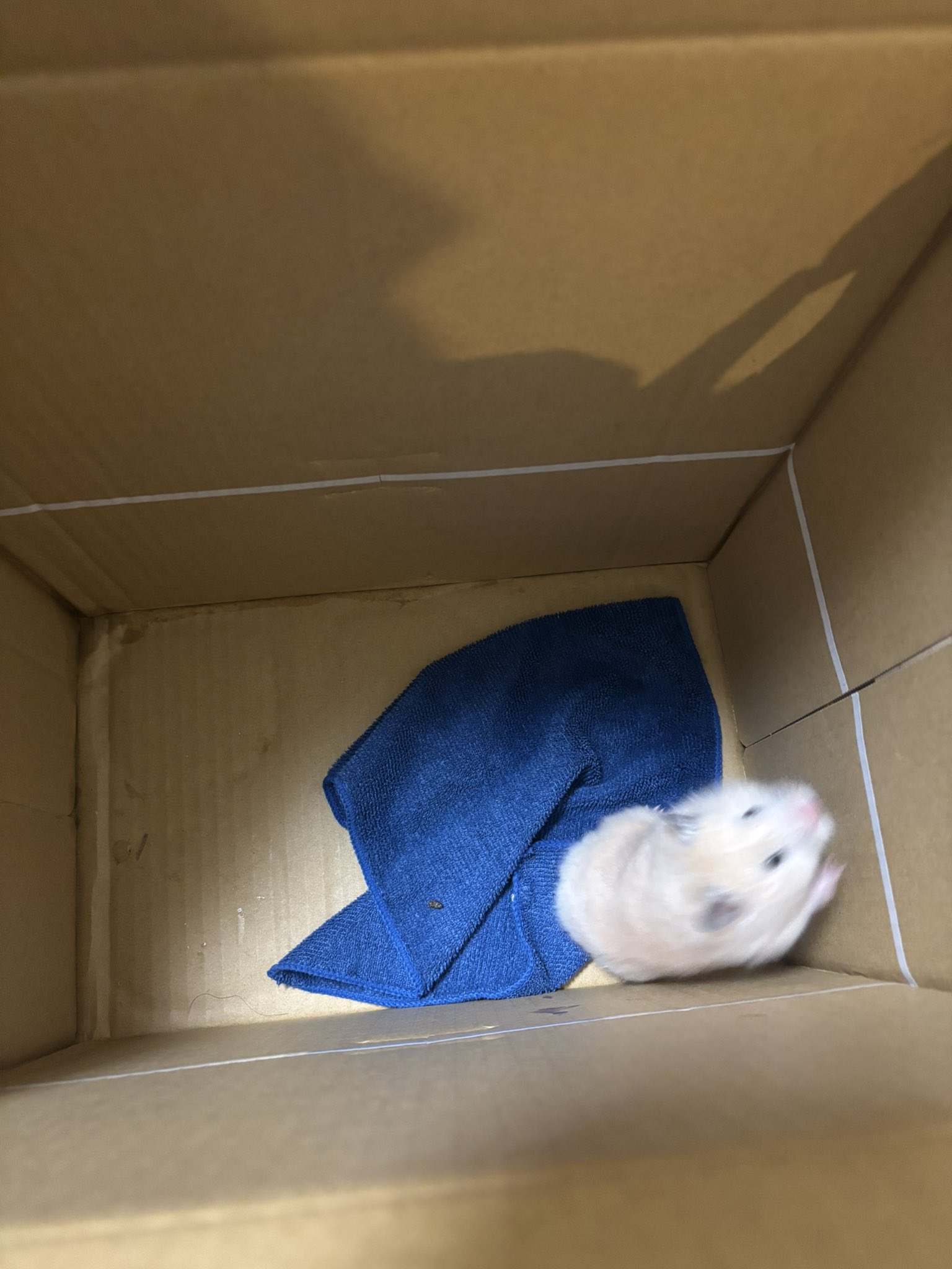 hamster osaka