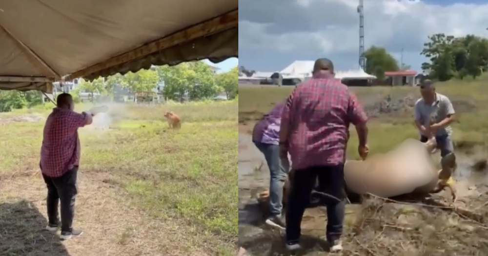 M'sia police to question Perlis chief minister over video of him allegedly shooting cow with rifle