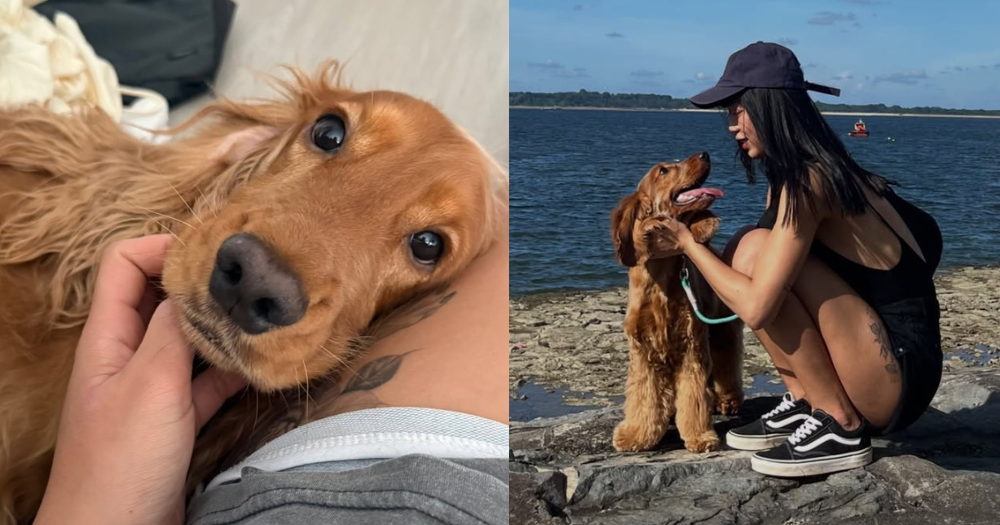 Brown Cocker Spaniel, Teh O, missing in Sembawang since May 4, over 500 volunteers join search efforts