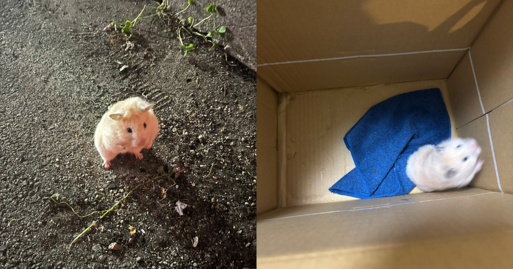 Man in Japan rescues lost hamster found wandering Osaka streets, brings it to the police station