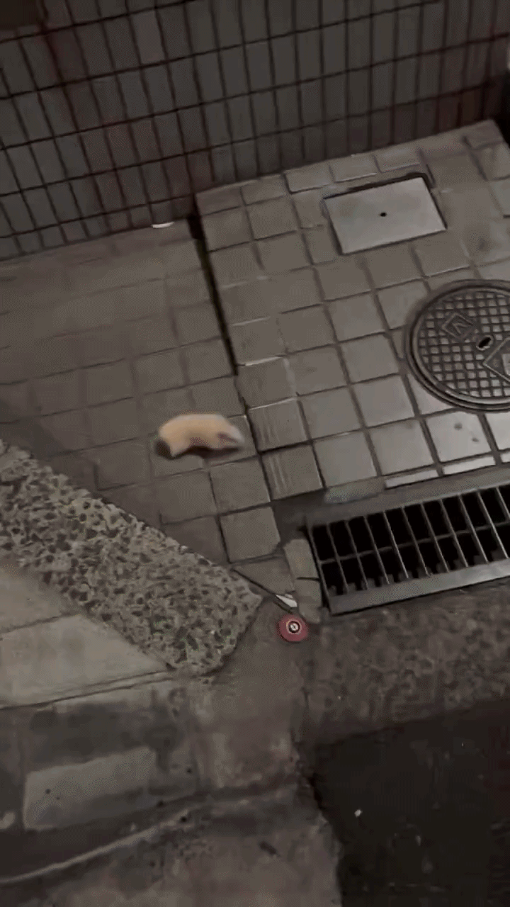hamster osaka