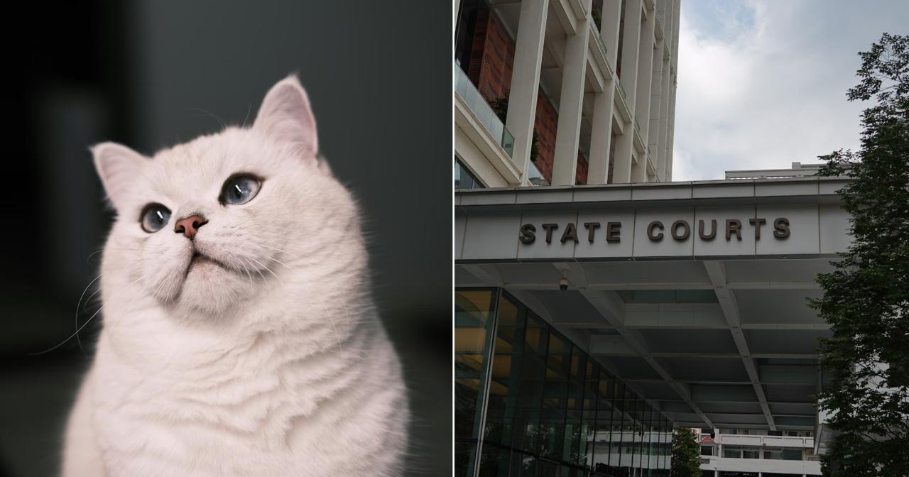 S’pore man, 36, & woman, 32, charged for allegedly neglecting 71 cats in Bukit Panjang HDB flat
