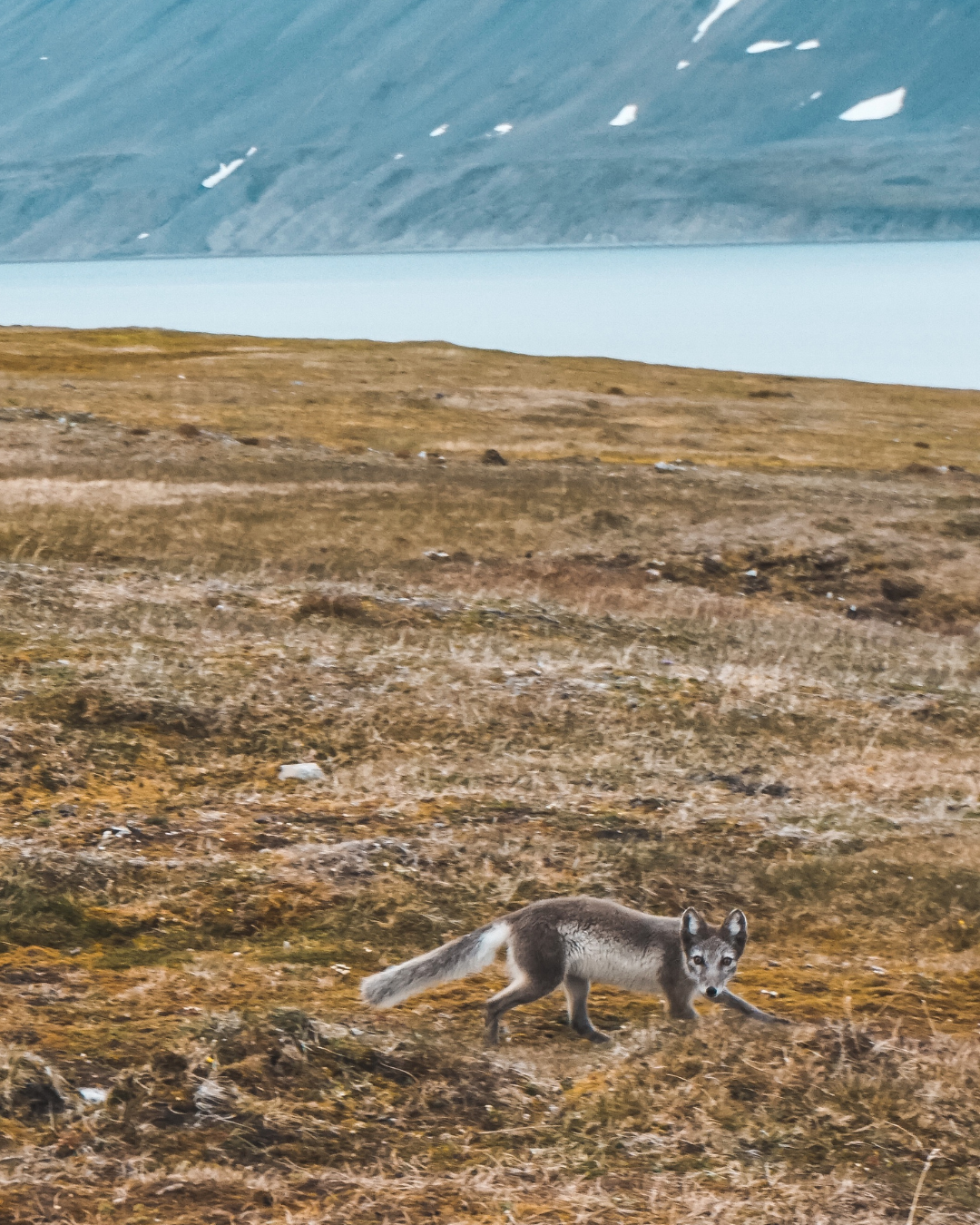 svalbard