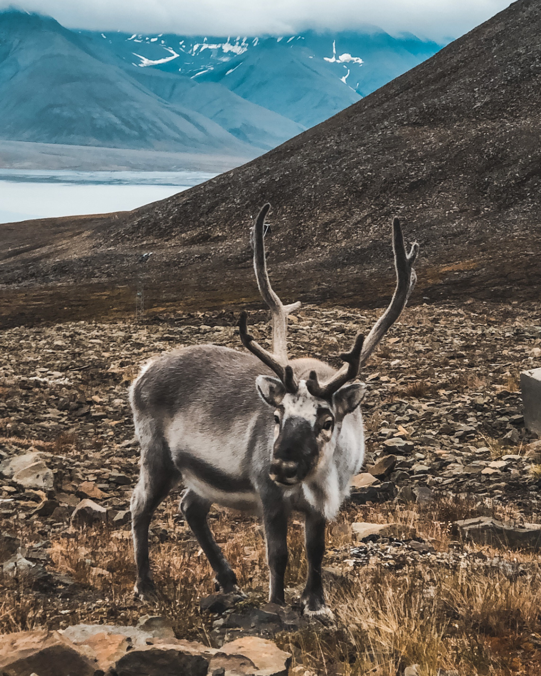 svalbard