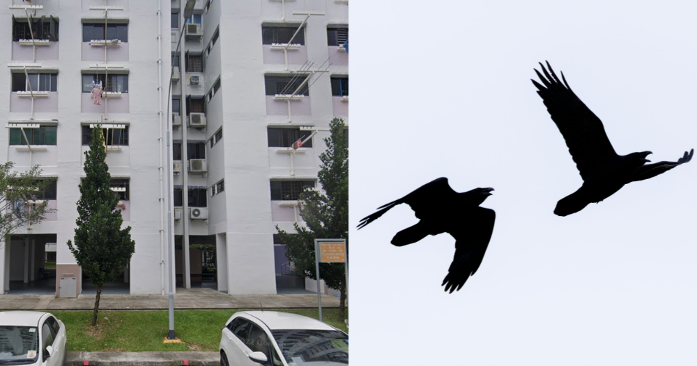 Jurong West residents notice increasing number of crows in area, complain of noise & aggression