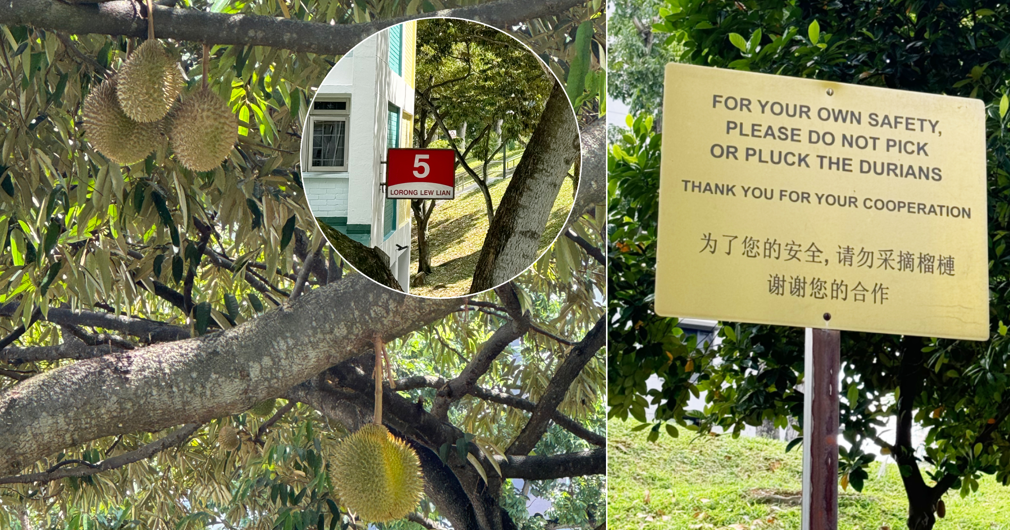 'Do not pick durians' signs at Lorong Lew Lian, Serangoon, as people wait for fruits to drop