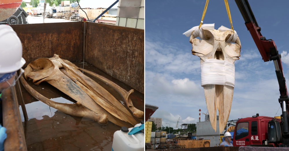 Lee Kong Chian Natural History Museum seeking S$1 million to display skeleton of dead whale found in S'pore waters in 2025