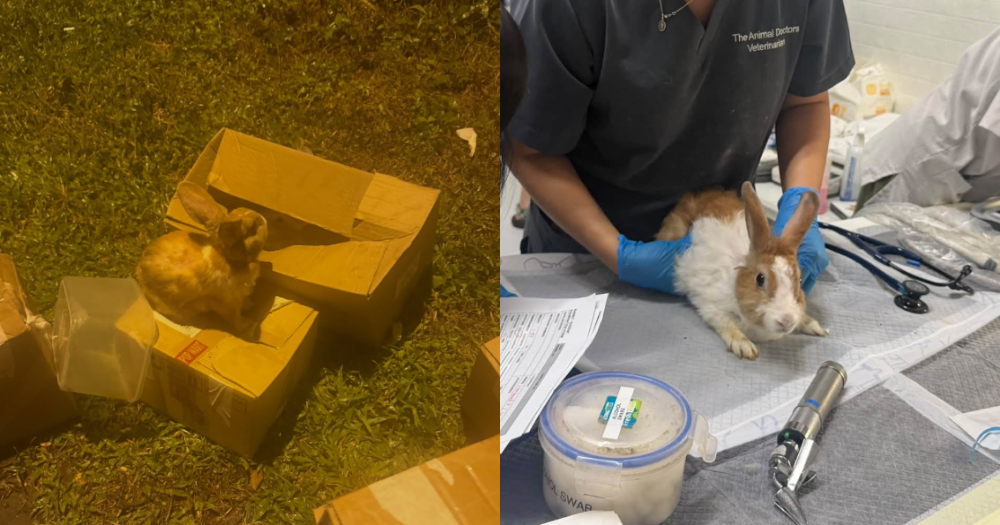 All 7 baby rabbits abandoned at Seletar roadside die despite rescue efforts - Mothership