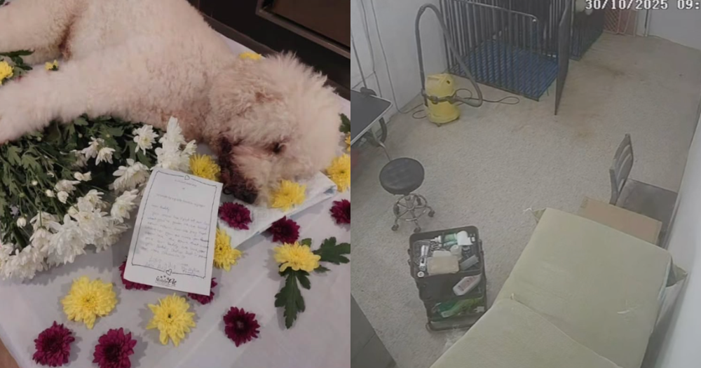 Man, 51, allegedly leaves dog unattended for 1.5 hours at Tanjong Katong grooming facility, dog later dies - Mothership