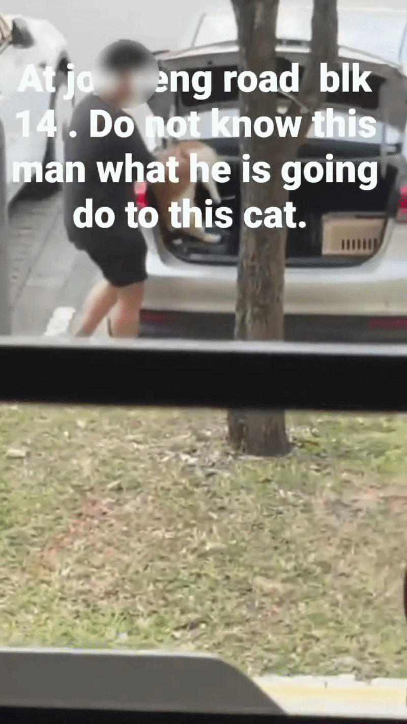 catnapper